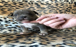 American Bully dogs for sale: Big Boy - Image 5