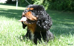 Cavalier King Charles Spaniel dogs for sale: Harper - Image 3