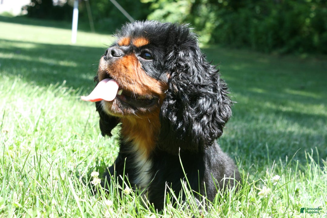 Cavalier King Charles Spaniel dogs for sale: Harper - Image 3