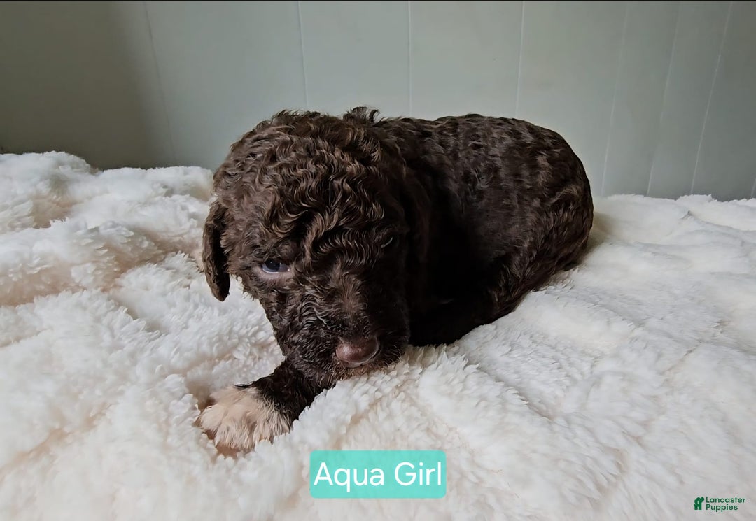Standard Poodle dogs for sale: Aqua Girl - Image 2