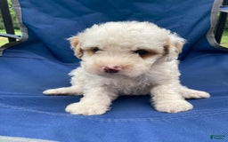 Mini Goldendoodle dogs for sale: Cooper - Image 18
