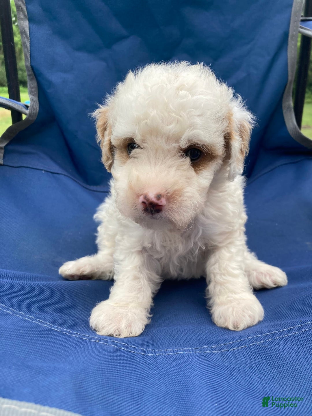 Mini Goldendoodle dogs for sale: Cooper - Image 18