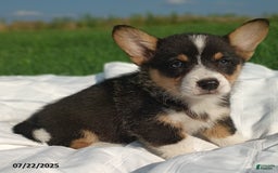 Welsh Corgi Pembroke dogs for sale: Rover - Image 2