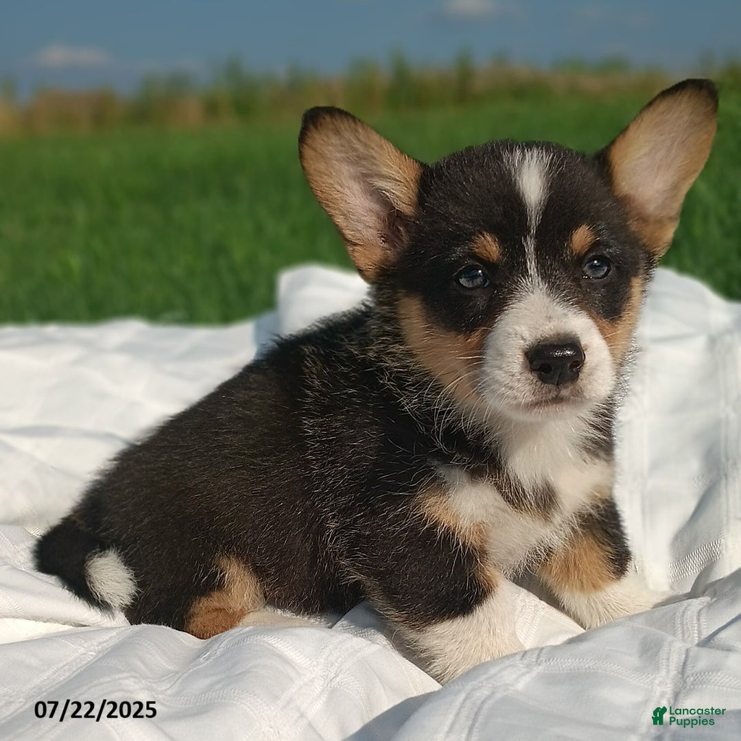 Welsh Corgi Pembroke dogs for sale: Rover - Image 2