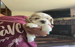 Cocker Spaniel dogs for sale: Bently - Image 2