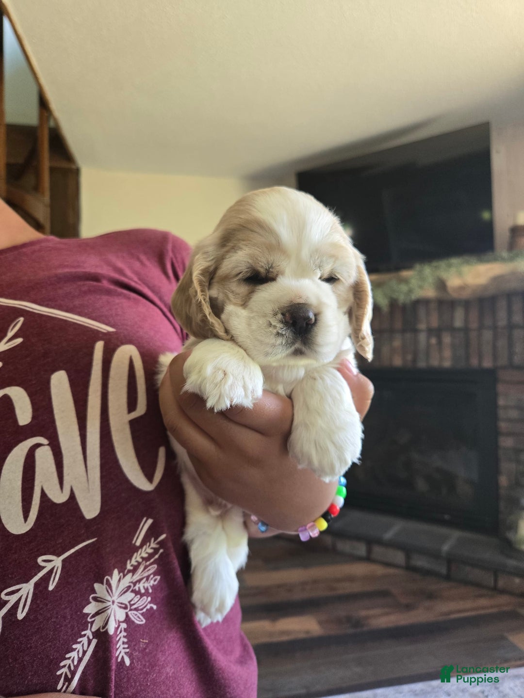 Cocker Spaniel dogs for sale: Bently - Image 2