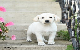Jack Russell Terrier dogs for sale: Lacey - Image 3