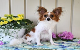Papillon dogs for sale: Bella - Image 11