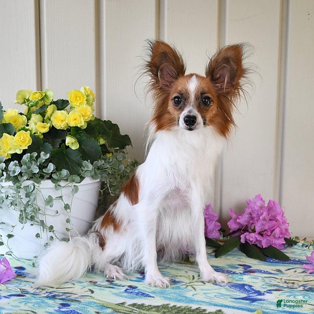 Papillon dogs for sale: Bella - Image 11