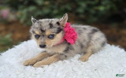 Pomsky dogs for sale: Pansy - Image 2
