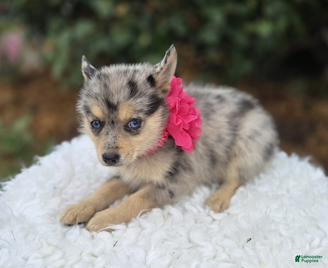 Pomsky dogs for sale: Pansy - Image 2