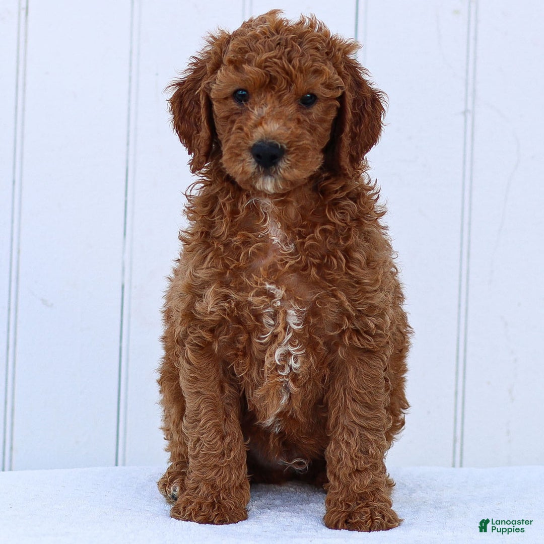Standard Poodle dogs for sale: Ronnie - Image 13