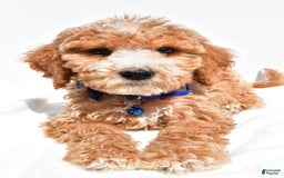 Mini Goldendoodle dogs for sale: Timmy - Image 4