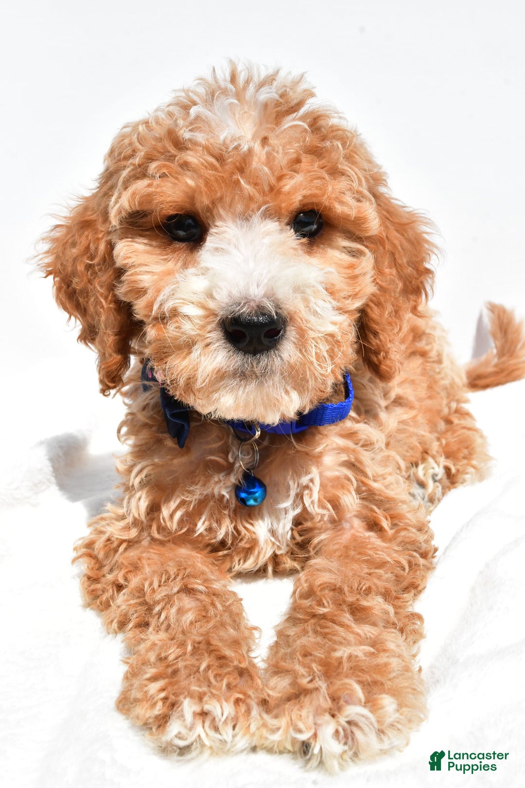 Mini Goldendoodle dogs for sale: Timmy - Image 4