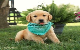 Golden Retriever dogs for sale: Moose - Image 2