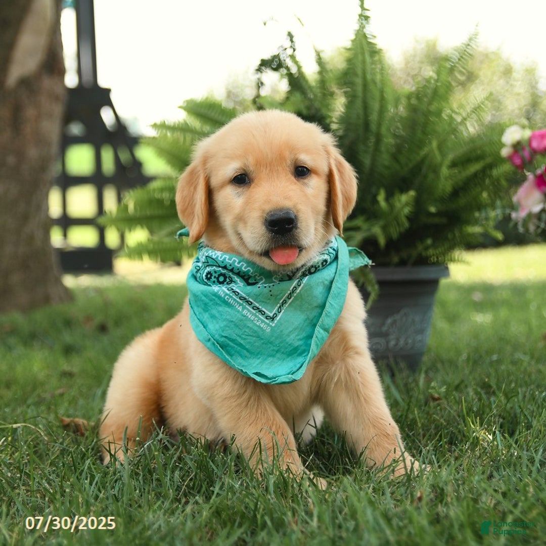 Golden Retriever dogs for sale: Moose - Image 2
