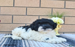 Shihpoo dogs for sale: Billy - Image 2