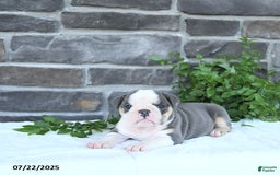 Olde English Bulldogge dogs for sale: Connie - Image 5
