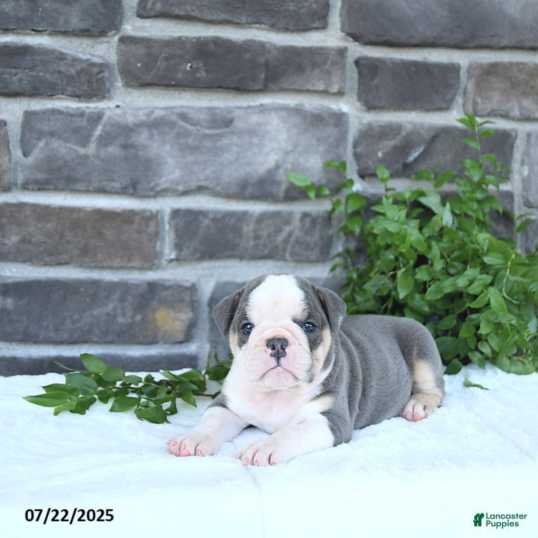 Olde English Bulldogge dogs for sale: Connie - Image 5