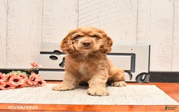 Cocker Spaniel dogs for sale: Cheddar - Image 1