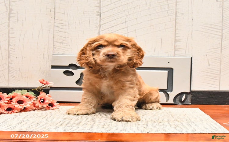 Cocker Spaniel dogs for sale - Ad 3