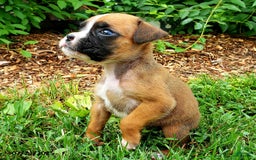 Boxer dogs for sale: Zoey - Image 4