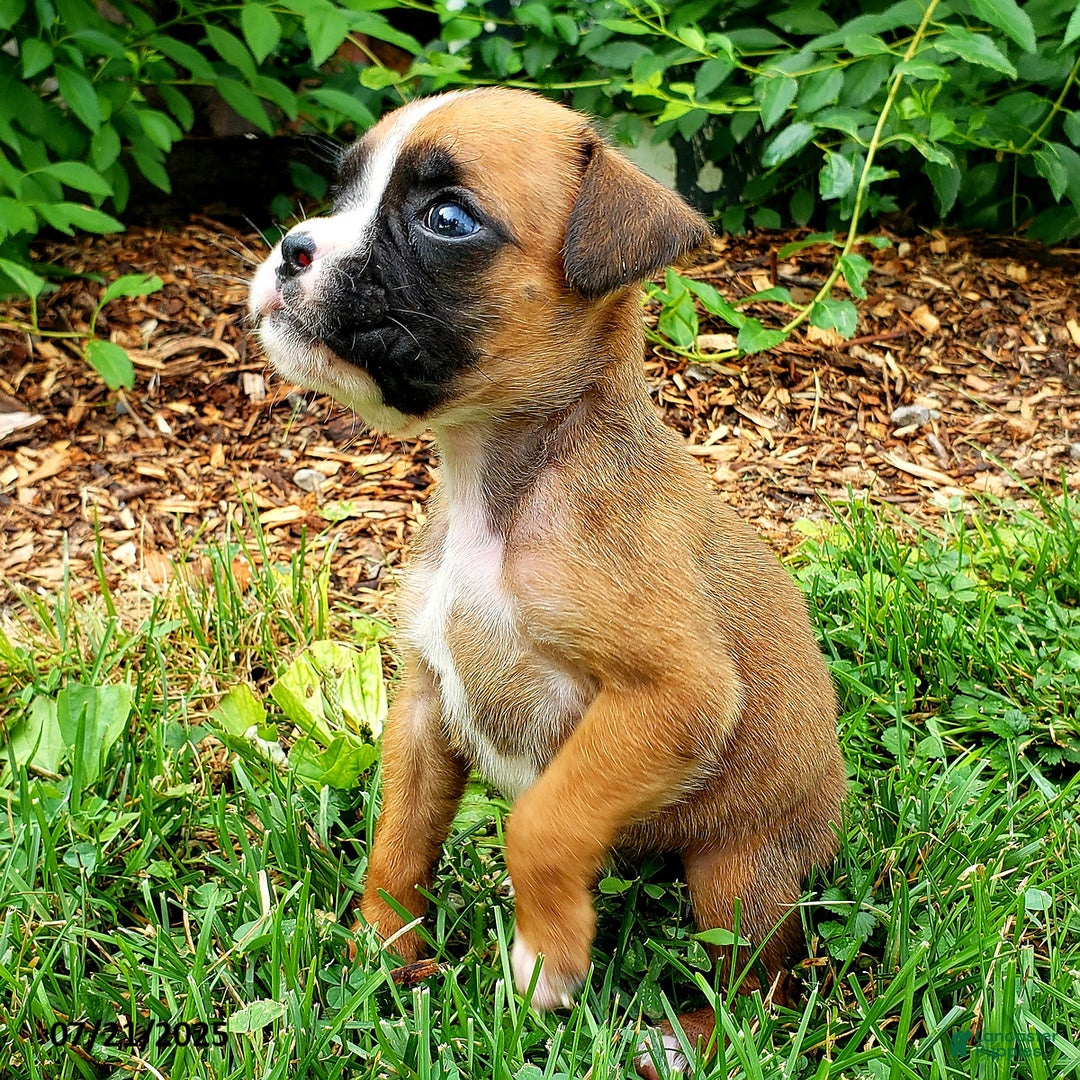 Boxer dogs for sale: Zoey - Image 4