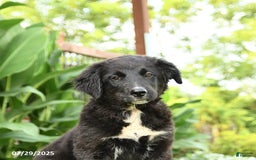 Australian Shepherd dogs for sale: Brandy - Image 11