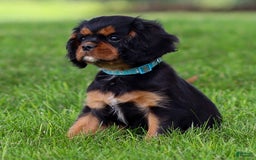Cavalier King Charles Spaniel dogs for sale: Rocky - Image 10