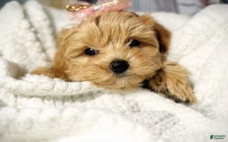 Maltipoo dogs for sale: Dark Pink Collar - Image 19