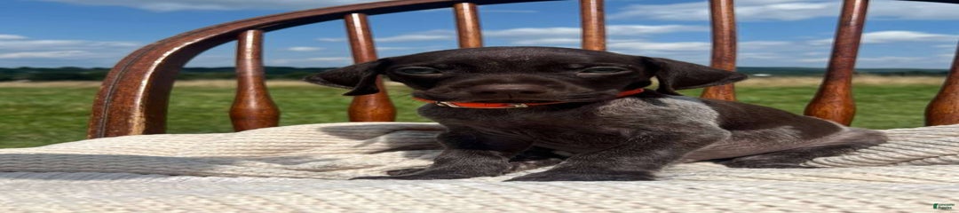 Gator