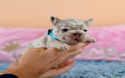 French Bulldog dogs for sale: Dante - Image 12