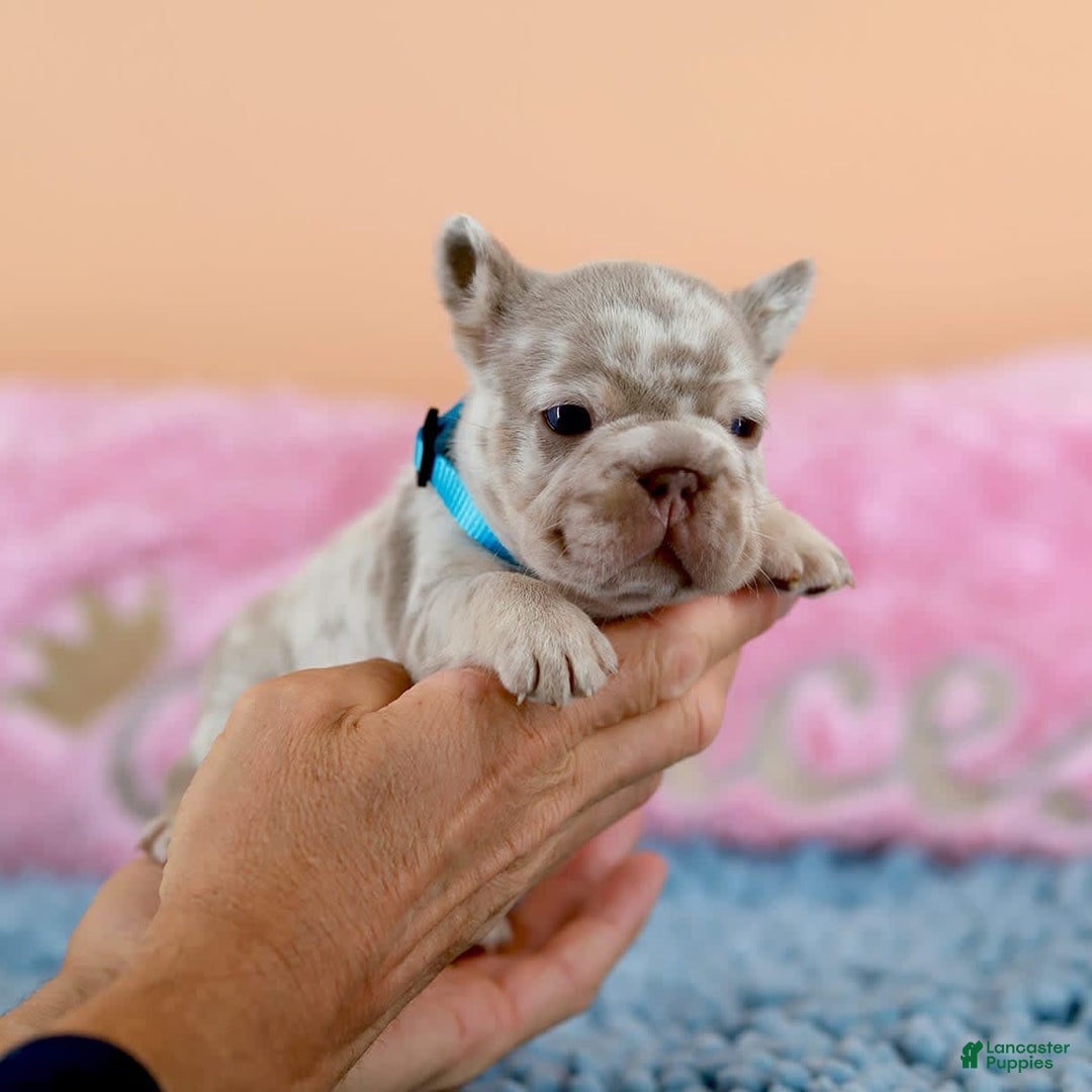 French Bulldog dogs for sale: Dante - Image 12