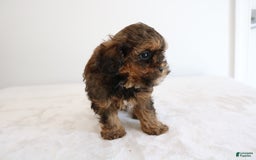 Shihpoo dogs for sale: Lukas - Image 4