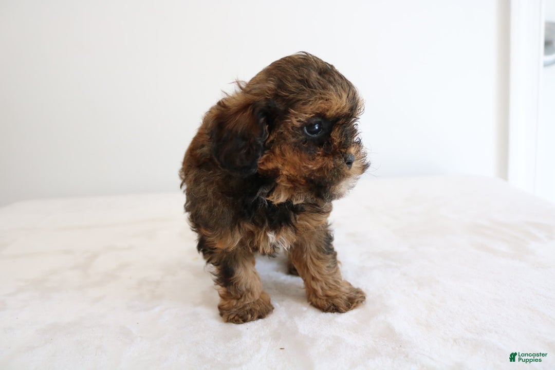 Shihpoo dogs for sale: Lukas - Image 4