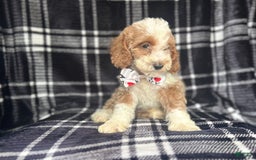 Cockapoo dogs for sale: Mac - Image 4