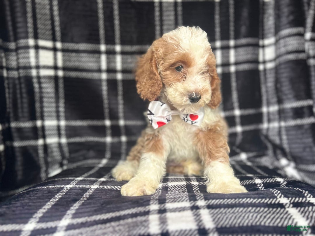 Cockapoo dogs for sale: Mac - Image 4