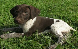 German Shorthaired Pointer dogs for sale: Tress - Image 2