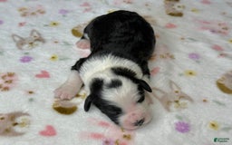 Sheepadoodle dogs for sale: Willow - Image 5