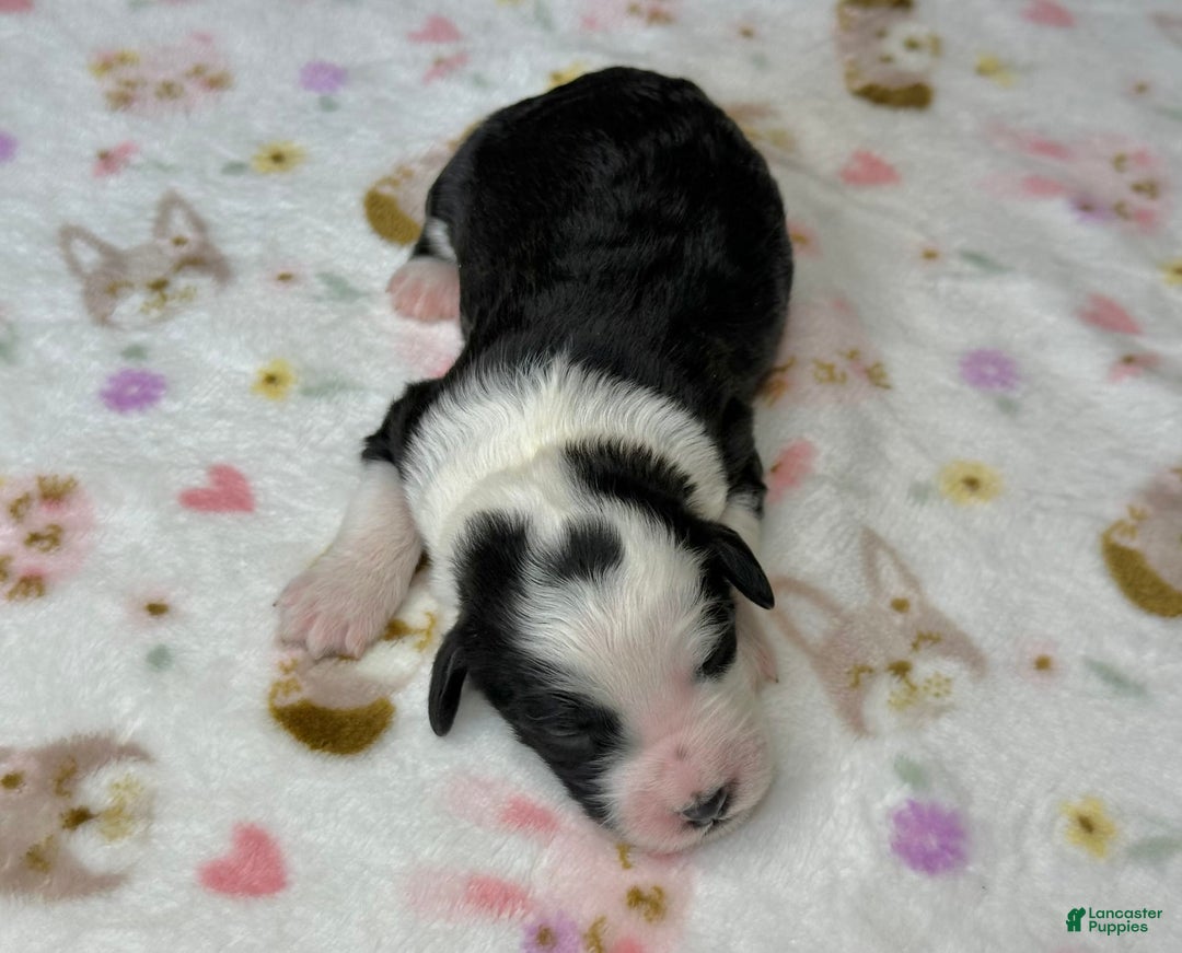 Sheepadoodle dogs for sale: Willow - Image 5