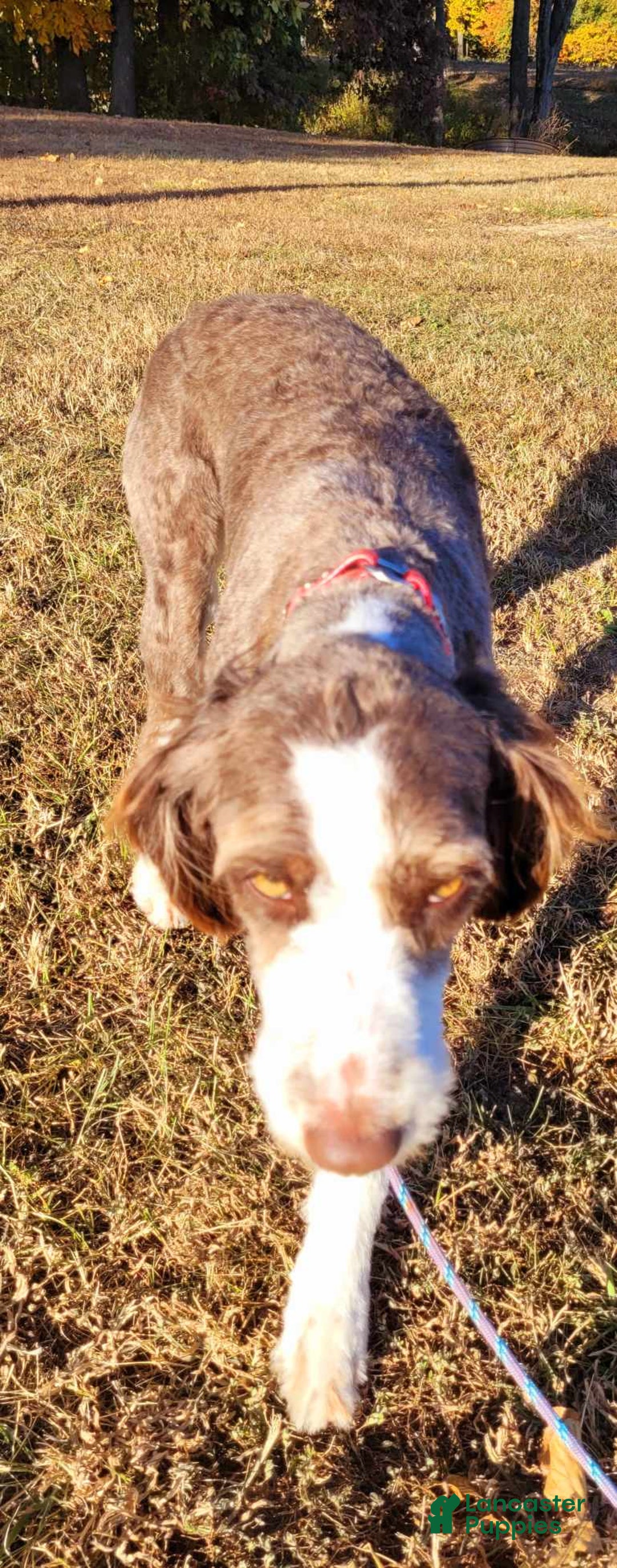 Aussiedoodle dogs for sale: Snape - Listing for pets: Snape, Granger - Image 9