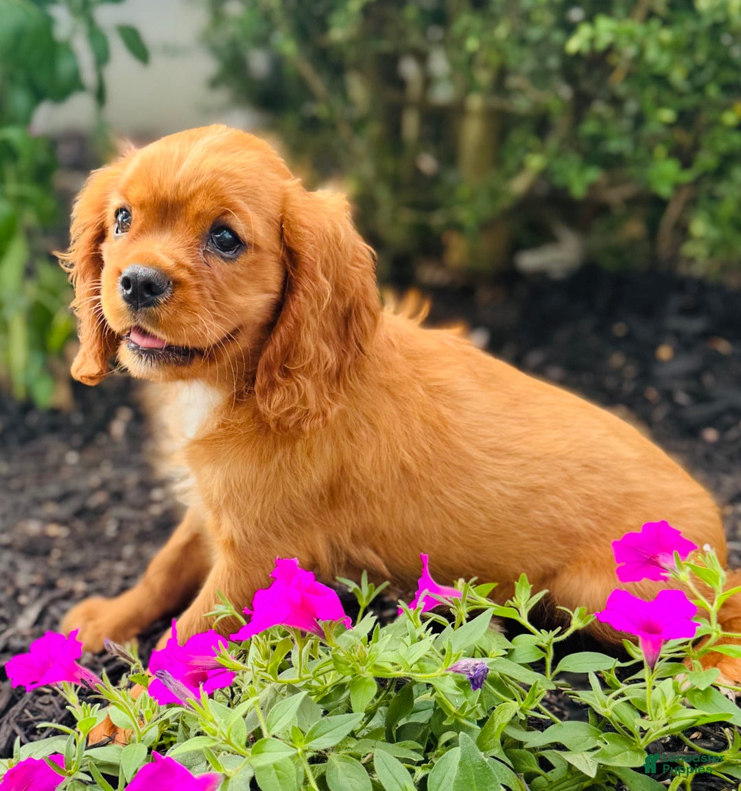 Cavalier King Charles Spaniel dogs for sale: Daisy - Image 9