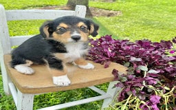 Welsh Corgi Pembroke dogs for sale: Summer - Image 3