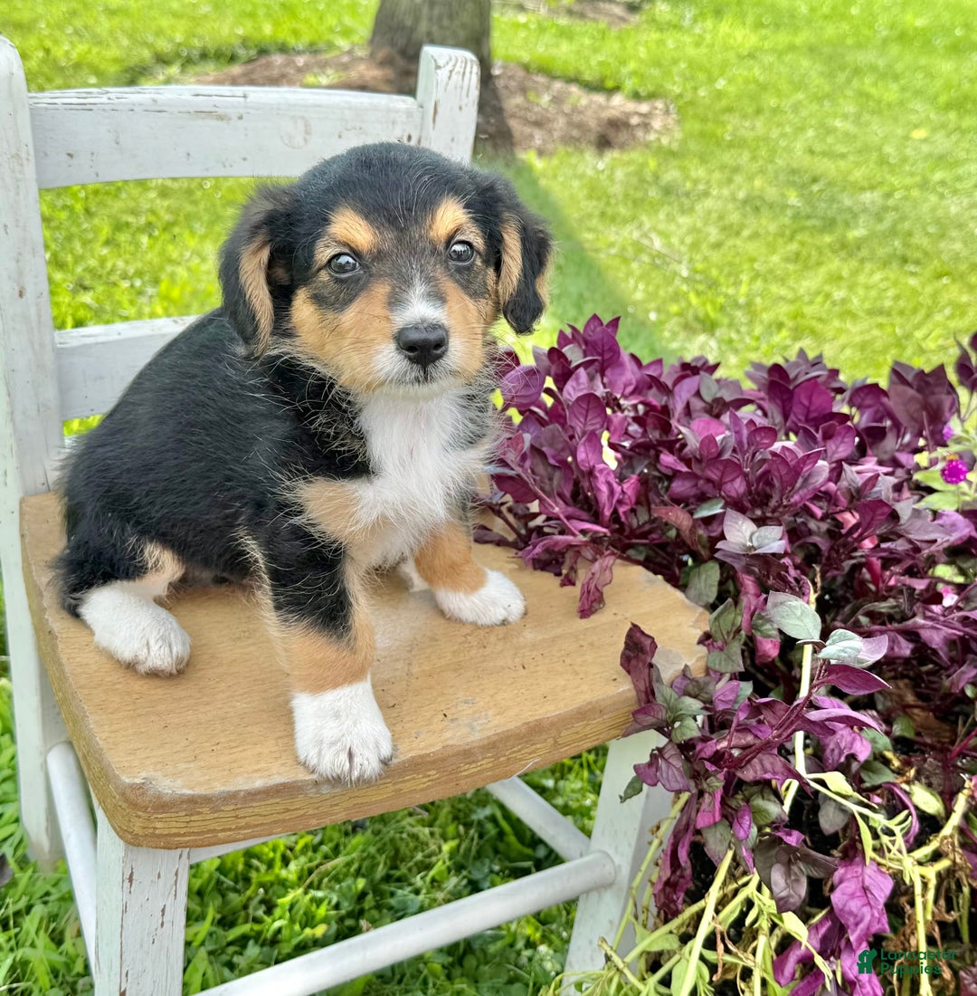 Welsh Corgi Pembroke dogs for sale: Summer - Image 3