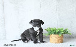 Great Dane dogs for sale: Apollo - Image 5