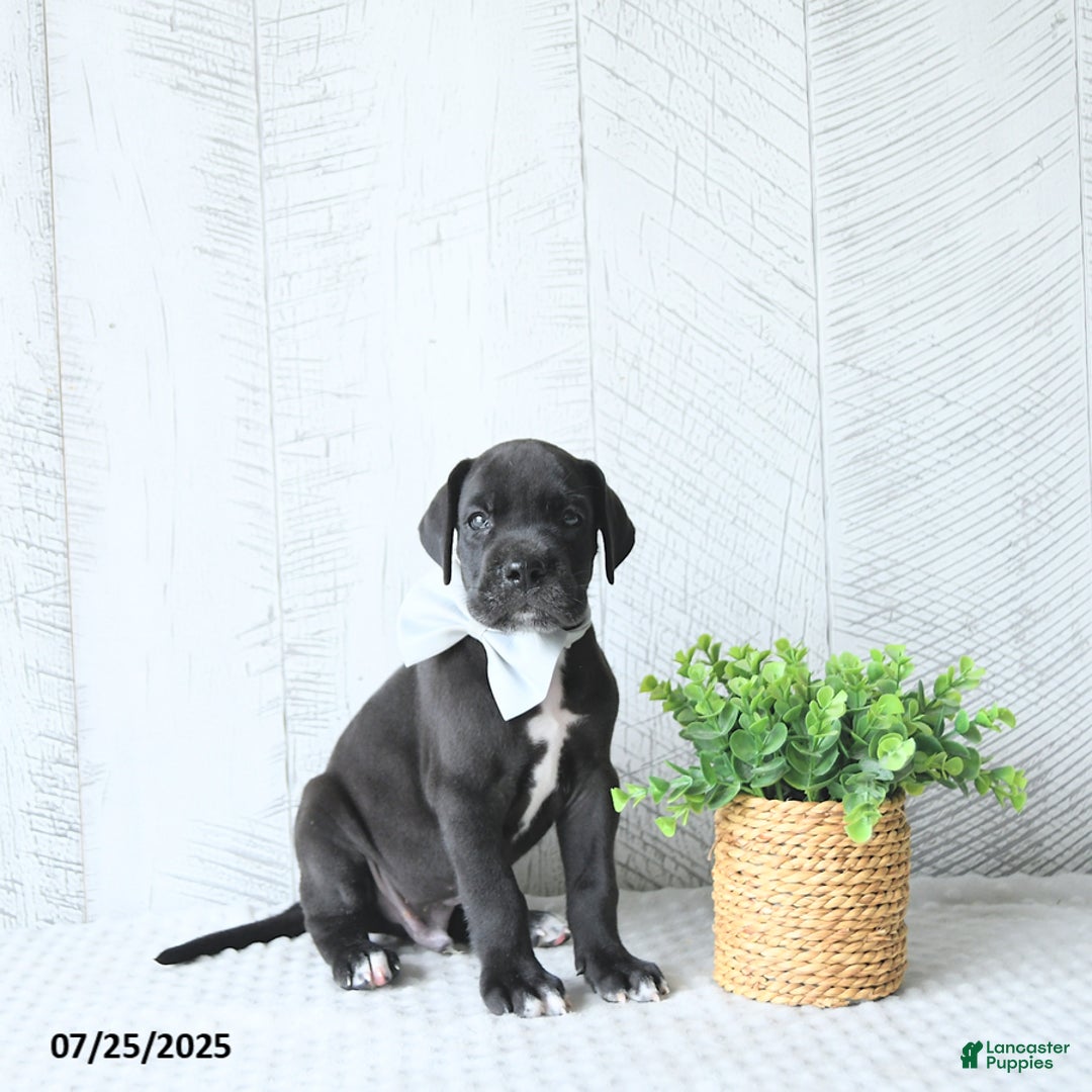 Great Dane dogs for sale: Apollo - Image 5