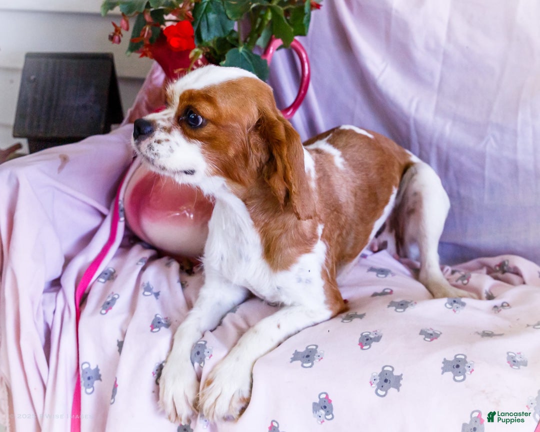 Cavalier King Charles Spaniel dogs for sale: Flurry - Image 8
