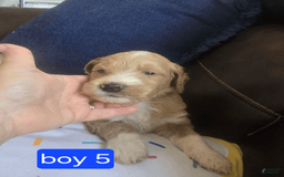 Goldendoodle dogs for sale: Rosco - Image 2