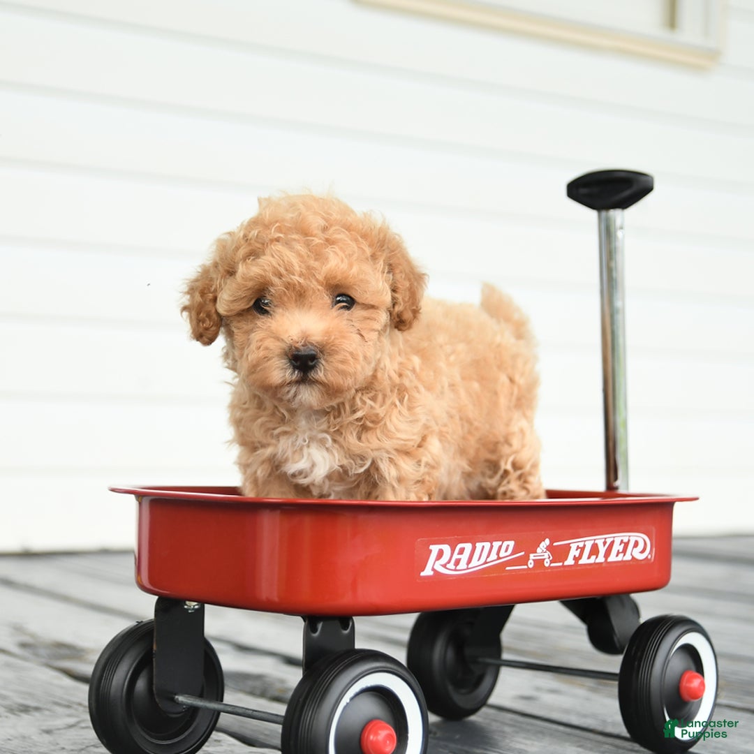 Maltipoo dogs for sale: Rosie - Image 5