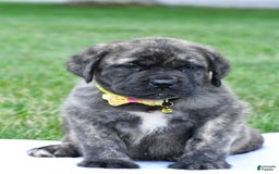 English Mastiff dogs for sale: Vance - Image 3